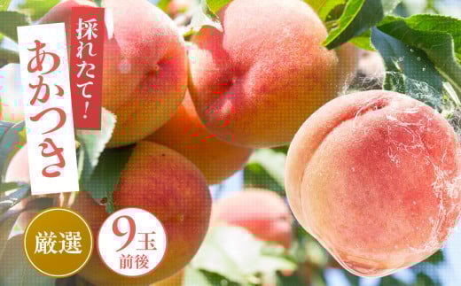 【クール便】桃 あかつき 大玉 糖度13度以上 9個前後【九州・沖縄・北海道発送】 | 果物 くだもの フルーツ 桃 あかつき モモ 長野県 飯田市