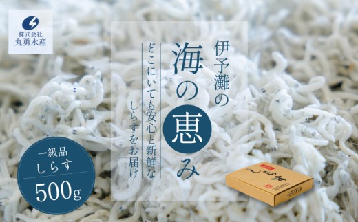 一級品 しらす 500g 釜揚げ  |  冷凍 しらす ちりめんじゃこ しらす干し ごはんのお供 おつまみ 酒の肴 便利 簡単調理 おかず 惣菜 しらす丼 グルメ 食品 魚 魚介 海鮮 シラス 贈答 ギフト  愛媛県 松前町