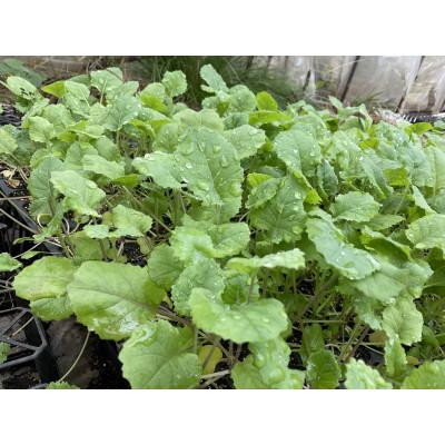 ふるさと納税 秦野市 ええ?大飢饉を救った?【春を告げる野菜】のらぼう菜　1,600g |  | 03