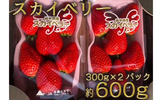 [先行予約] 朝採りスカイベリー 300g×2パック [12月上旬より順次発送予定]｜いちご イチゴ 苺 フルーツ 果物 産地直送 矢板市産 栃木県産 [0328]