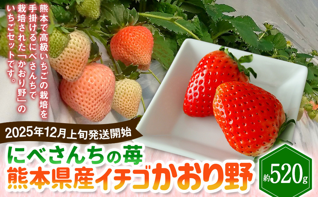 
            にべさんちの苺 熊本県産イチゴかおり野 約520g【2025年12月上旬発送開始】 苺 いちご フルーツ 果物 熊本
          