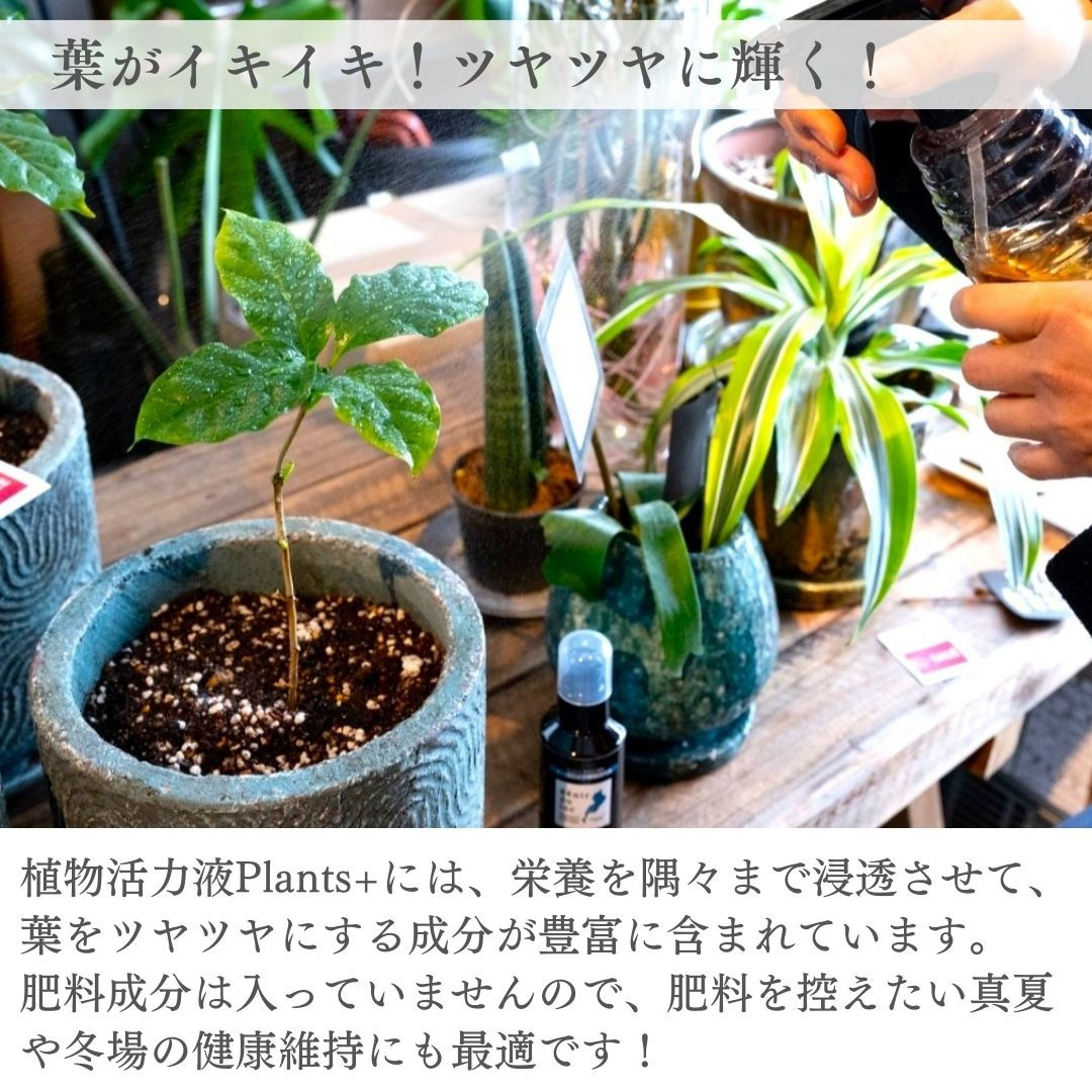 Plants＋には、栄養を隅々まで浸透させて葉をツヤツヤにする成分が豊富に含まれています。