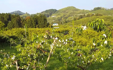 桃 （ 大玉 ）約 2kg 箱 （ 6個 ）｜フルーツ 果物 くだもの もも モモ ピーチ 奈良県 五條市 果実 果汁 熟成 おいしい 甘い こだわり 大容量 大きい 送料無料 農家直送 産地直送 お