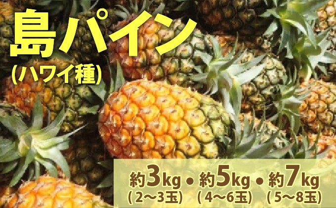 
            【内容量が選べる】2026年 先行予約 島パイン (ハワイ種) 約3〜7kg (2～8玉)ますみ農園 ”蜜たっぷり” パイン パイナップル 果物 フルーツ
          