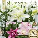 【ふるさと納税】ユリ専門＜深花園＞観賞用ゆり オリエンタルリリー 八重ゆり 3～4輪6本 F23R-509