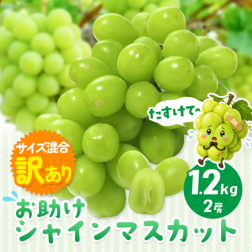 訳あり お助けシャインマスカット 約1.2kg《9月上旬-10月上旬頃出荷》【配送不可地域あり】 岡山県 浅口市 シャインマスカット ご家庭用