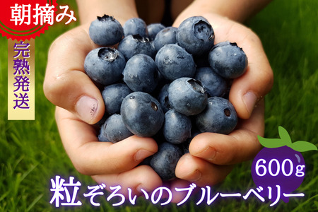 【期間限定】粒ぞろいのブルーベリー　600g
