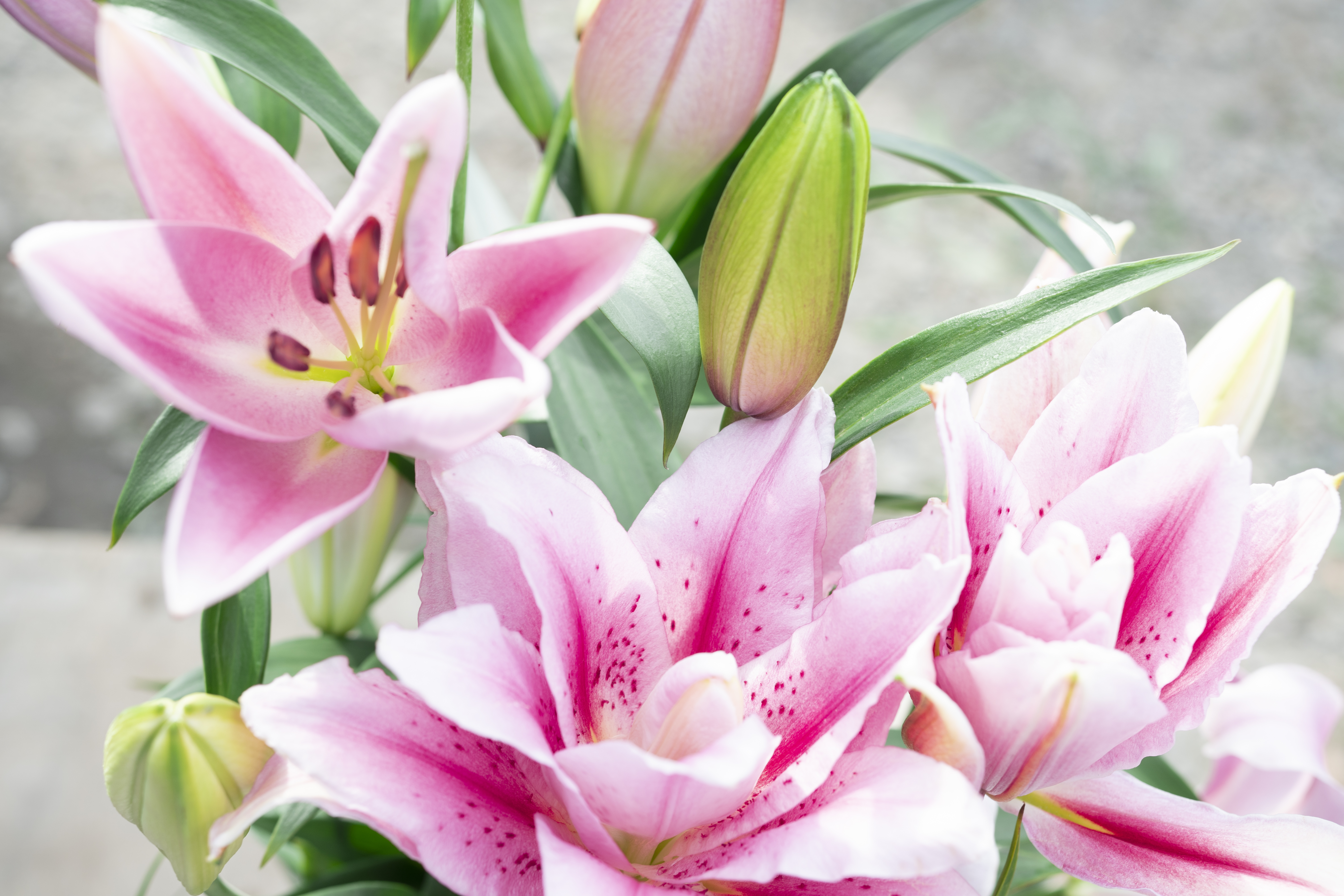 ユリ(オリエンタルリリー)5本×10ヶ月 毎月お届け 10〜6月