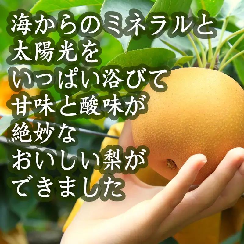 梨・フルーツ／【先行予約／数量限定80】京丹後産 新興梨 大玉 5kg（6～10玉入り）（2026年10月上旬～発送）人気梨品種・果物・フルーツ・旬のフルーツ・旬の果物・梨セット・梨の詰め合わせ
