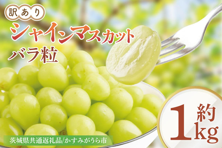 
            【9月より順次発送】【数量限定】訳あり バラ粒 箱込み1㎏ シャインマスカット【茨城県共通返礼品／かすみがうら市】【茨城県 水戸市 果物 くだもの フルーツ ブドウ ぶどう 葡萄 マスカット シャインマスカット 期間限定】（FW-9）
          
