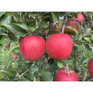 シャキッ!甘～い!シナノスイート 家庭用 約10kg【1550100】