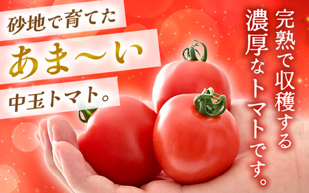 先行予約 福井県坂井市産 ミディトマト 越のルビー 1kg (約20～40個) 2026年10月中旬以降順次発送予定 野菜 とまと トマト ミディトマト [A-22201]
