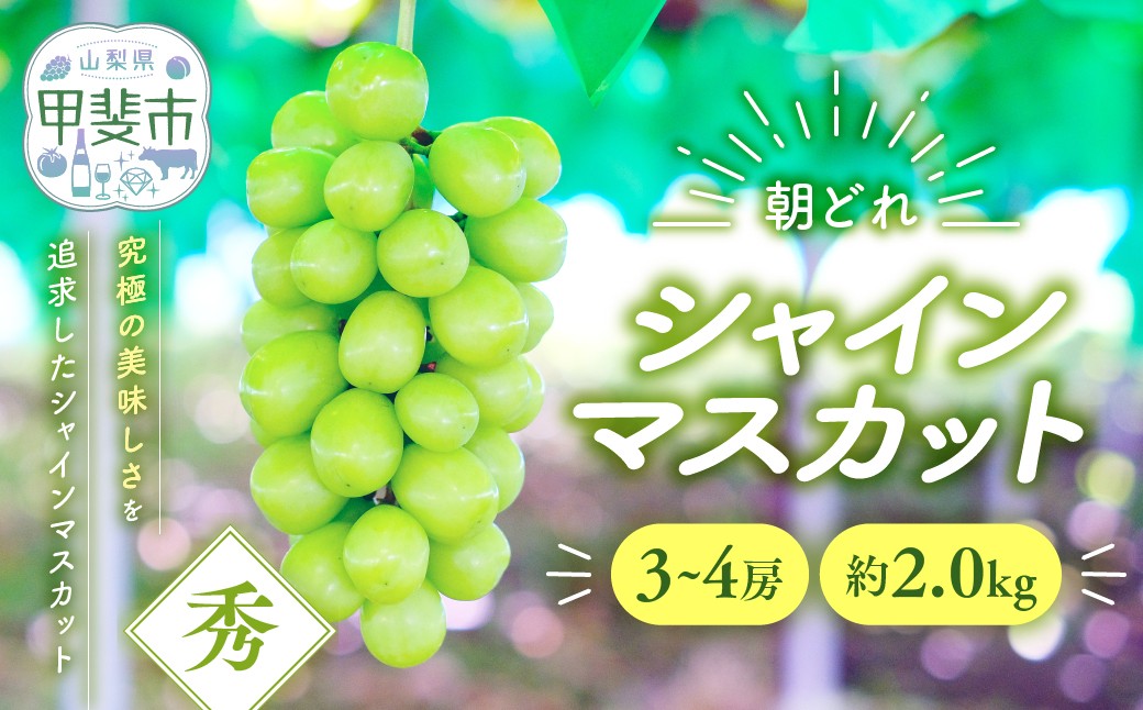 
                  【（2026年/令和8年）発送＜先行予約＞】シャインマスカット 3～4房 約2kg 先行予約 先行 予約 山梨県産 産地直送 フルーツ 果物 くだもの ぶどう ブドウ 葡萄 シャイン シャインマスカット 新鮮 人気 おすすめ 国産 贈答 ギフト お取り寄せ 朝どれ 甘い 皮ごと 種なし 山梨 甲斐市 AV-3
                