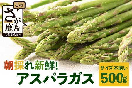 新鮮朝獲れ！！鹿島市産 アスパラガス 合計500g 【美味しい野菜で彩を】アスパラ 野菜 やさい 九州 国産 佐賀　6601611