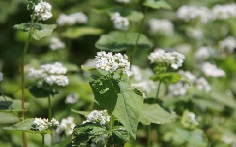 【12/17～28配送】R7秋新そば 豊後高田なまそば（100g×2）×4袋