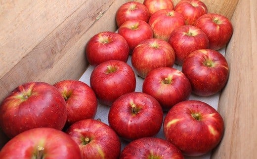 イーハトーヴ 訳あり りんご お試し（ 2kg以上）セット《11月より発送予定/予約受付》 【005-11】