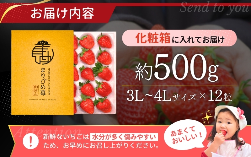 ＼先行予約／ 【化粧箱付き】いちご まりひめ 3L～4Lサイズ 約500g（12粒） 2027年1月頃から順次発送 / いちご 和歌山 果物 フルーツ 野菜 苺 冷蔵 冬 ギフト 贈答  1月 2月 