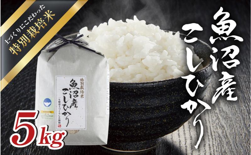 令和6年産新米　魚沼産 コシヒカリ 特別栽培米 5kg 米 こしひかり お米 コメ 新潟 魚沼 魚沼産 白米 送料無料 新潟県産 精米 産直 産地直送 契約農家 お取り寄せ 魚沼三昧 川治米店 新潟県 十日町市