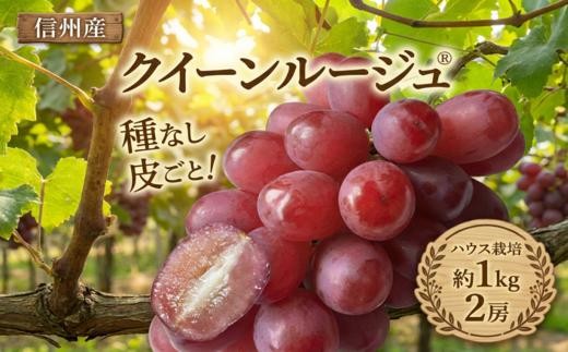 【2026年先行予約】 クイーンルージュ®（ハウス栽培） 2房 約1kg 【7月末以降発送予定】 | 果物 くだもの フルーツ 葡萄 ぶどう ブドウ  クイーンルージュ® ハウス栽培 長野県 塩尻市