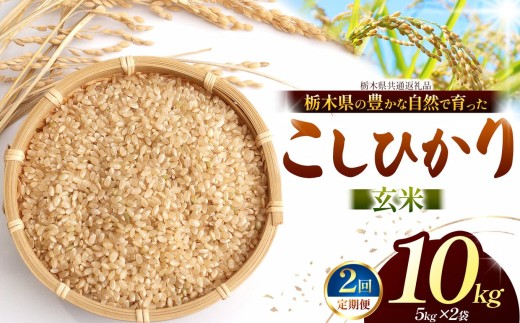 【先行予約】【定期2回】こしひかり（玄米）約 10kg 栃木県共通返礼品｜コシヒカリ 米 玄米 おいしい お米 こめ おこめ  国産 ごはん ご飯  米 おこめ 限定 ランキング 人気  ふるさと 納税 栃木県 那珂川町 送料無料