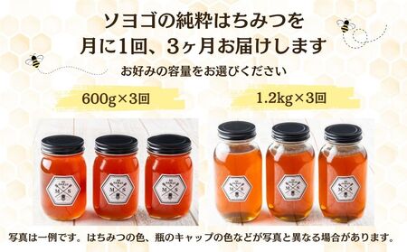 【定期便3回】むろうはちみつ 奈良産 純粋はちみつ そよご (1.2kg×3回)／ 66832 室生 国産 蜂蜜 ハニー ギフト お取り寄せ ふくさきわう 奈良県 宇陀市 ふるさと納税