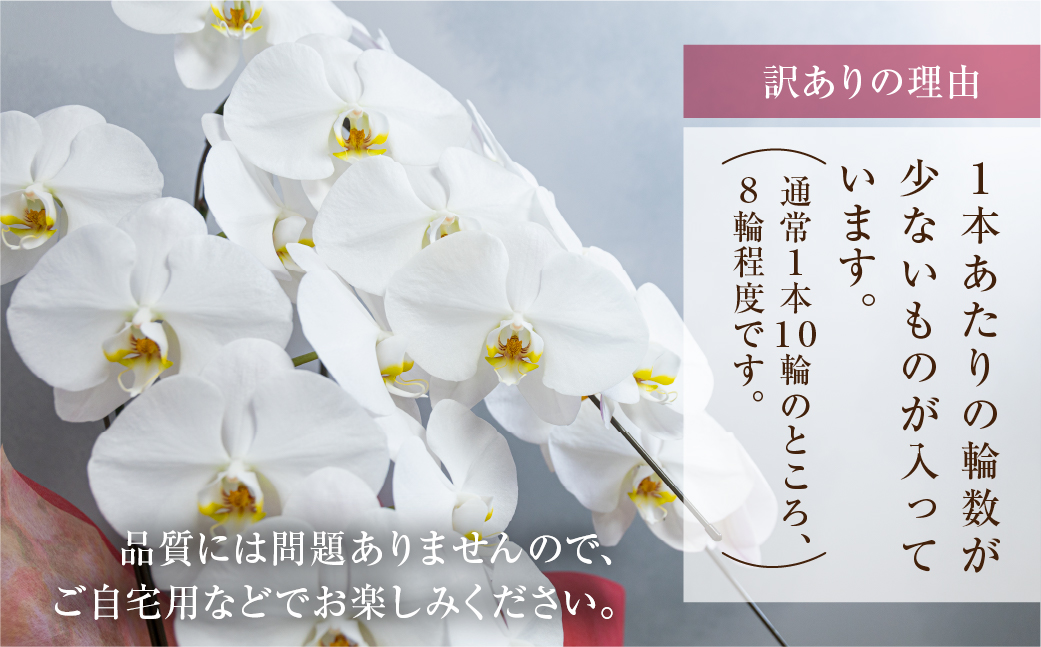 胡蝶蘭 大輪 白色 3本立ち 訳あり (25輪以上) 中村洋ラン 陶器鉢寄せ植え ギフト 鉢花 蘭 プレゼント 洋ラン 生花 お花 お祝い 贈り物 田原市 【渥美半島たはらブランド】
