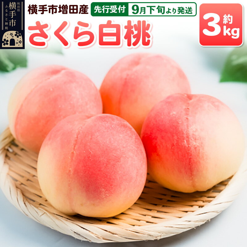 【ふるさと納税】【先行受付】9月下旬より発送 横手市増田産の桃（さくら白桃）約3kg