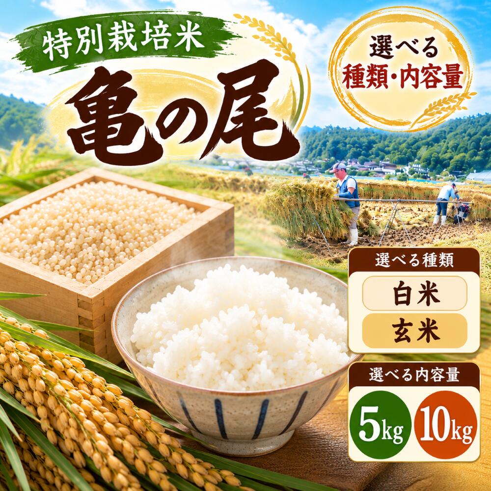 【ふるさと納税】米 5kg または 10kg 亀の尾 特別栽培米 長野県松本市 白米 玄米 選べる種類と内容量 国産 信州産 希少在来種 しっかりした粒立ち 噛むほどに広がる旨み | こめ お米 ファームヤマコ 長野米 美味しい 松本産 ふっくら