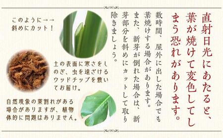 《先行予約》【観葉植物】オーガスタ 10号 ブラウンバスケット鉢カバー 土の表面:ウッドチップ｜観葉植物 インテリア 部屋 おしゃれ 福岡県筑前町 送料無料