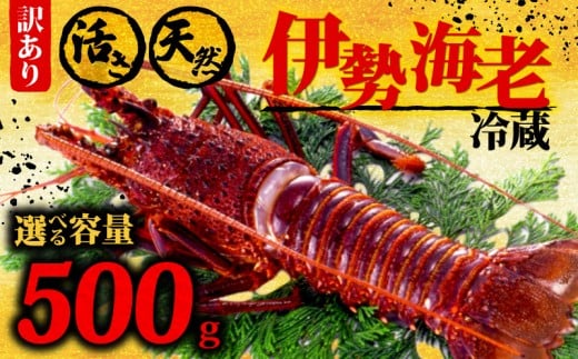 伊勢海老 500g以上 イセエビ 伊勢エビ 海老 エビ ギフト 贈答 贈り物 天然 魚介 海の幸 鮮魚 刺身 刺し身 お造り 姿造り 焼き物 汁物 味噌汁 鍋 冷蔵 高級 高知県 須崎市 GK015