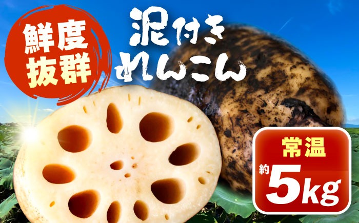 泥付きれんこん 約5kg (常温) 野菜 レンコン 愛西市 / JAあいち海部れんこんセンター 【配送不可地域：北海道・沖縄・離島】[AEDK003]