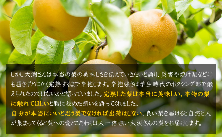 大渕観光梨園の完熟梨 (あきづき 新高梨 新興梨) 秀品 約3kg (5～8玉) 《8月下旬-11月下旬頃出荷》---sn_obuchinasi_p811_21_8000_3kg---st-p
