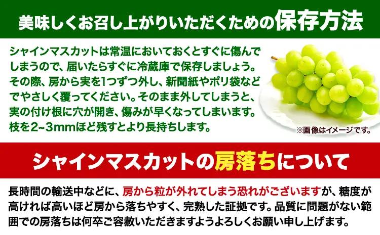 【土日着便】シャインマスカット 約650g(1房)【配送不可地域あり(離島)】