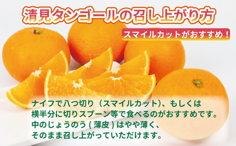清見 訳あり 清見タンゴール 5kg 杉本屋 先行予約 わけあり タンゴール オレンジ きよみ 清見オレンジ 清見みかん 果物 くだもの フルーツ 柑橘 蜜柑 みかん mikan ミカン デザート 愛