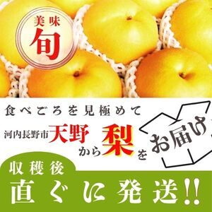 ＜2025年９月～発送＞【河内長野産】天野の梨　8~11玉 期間限定 フルーツ 果物 なし 旬 河内長野 送料無料 ※発送前の注意事項を十分ご確認ください※