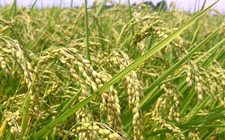 〈先行予約 2025年産米〉【米の定期便】福島県鏡石町産 和田農園「天のつぶ」精米 5kg 3か月連続 米 コメ こめ  F6Q-195