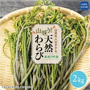 【ふるさと納税】［山菜名人おすすめ］山採り！天然わらび　2kg