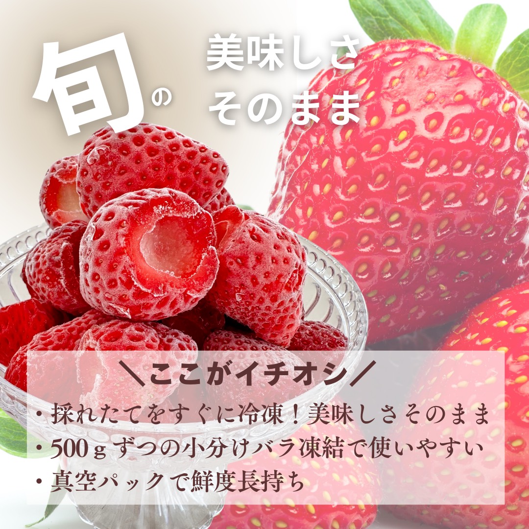 採れたて瞬間冷凍! 滋賀県愛荘町産 冷凍いちご 1kg(500g×2)品種ミックス 冷凍 いちご 紅ほっぺ よつぼし みおしずく あまえくぼ BJ05