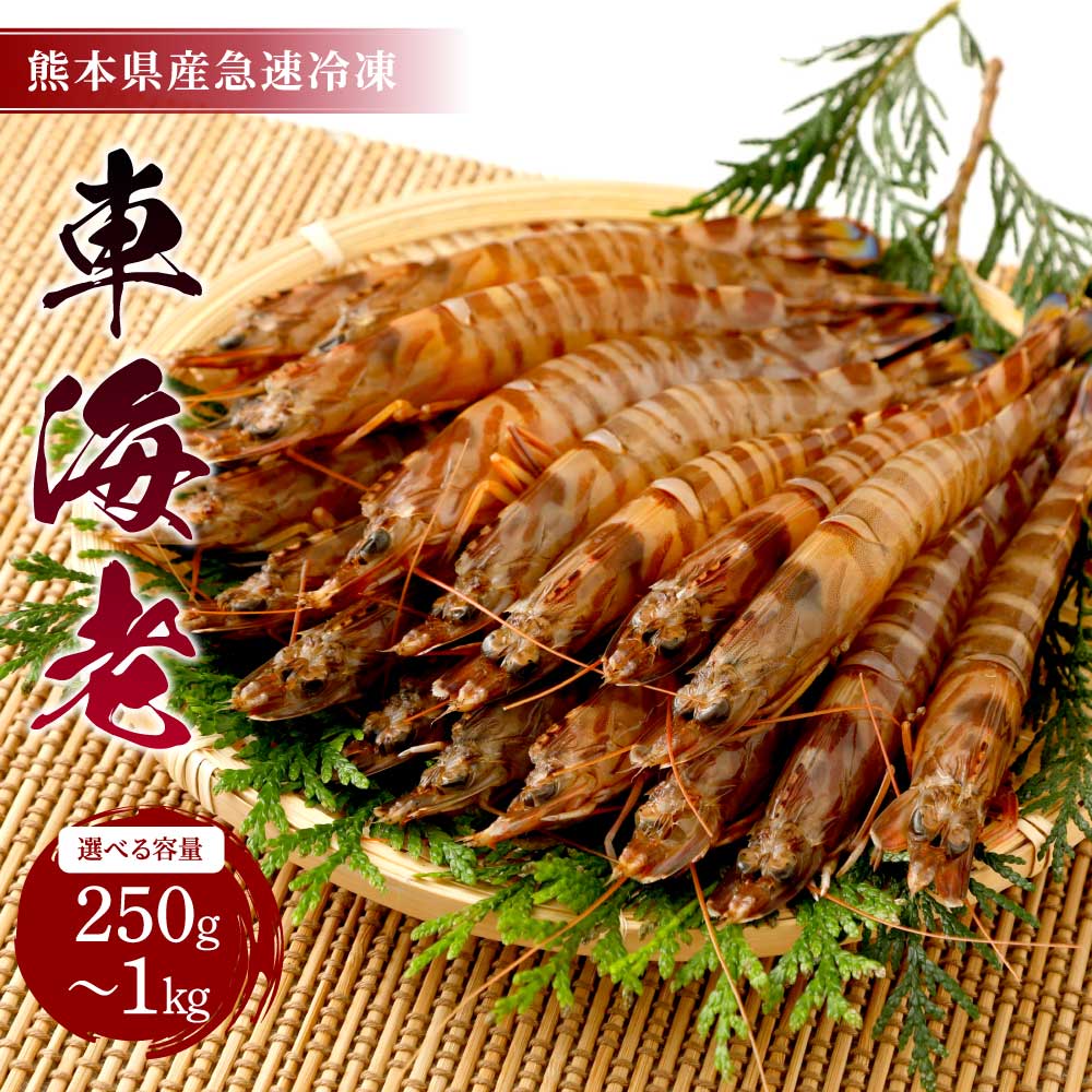 【ふるさと納税】えび 熊本県産 急速冷凍 車海老 【選べる容量 250g〜1kg (9〜52尾) 】 生食可 瞬間冷凍 真空パック 活き締め 車エビ 車えび 国産 吉本水産