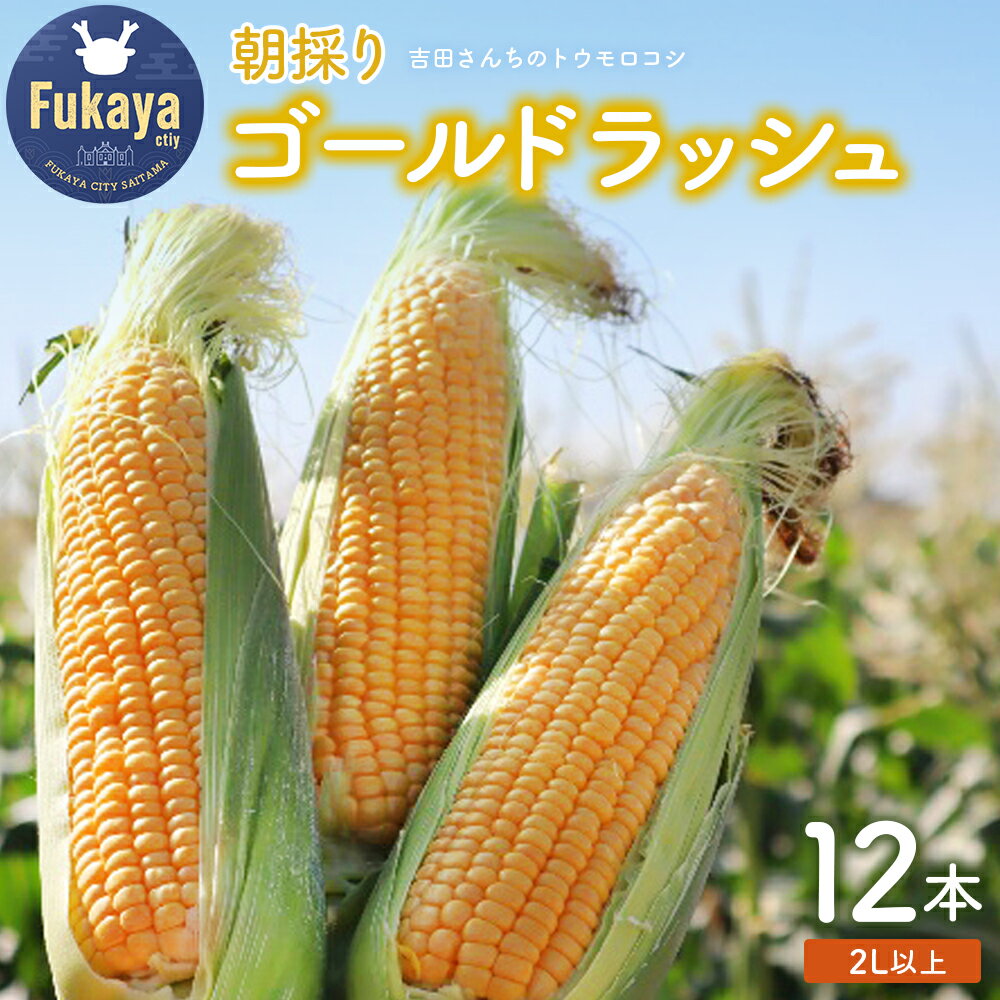 【ふるさと納税】＜先行受付：6月上旬以降出荷予定＞吉田さんちのトウモロコシ（ゴールドラッシュ）2L以上12本入り　【11218-0433】　# とうもろこし ゴールドラッシュ 深谷 深谷市