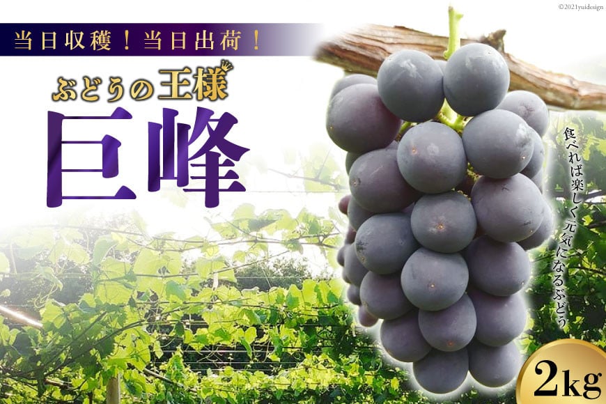 
            【2025年発送】【当日収穫！当日出荷！】巨峰（種なし） 2kg [モリモリファーム 山梨県 韮崎市 20742846] フルーツ 果物 葡萄 ブドウ 2キロ 期間限定 季節限定 冷蔵
          