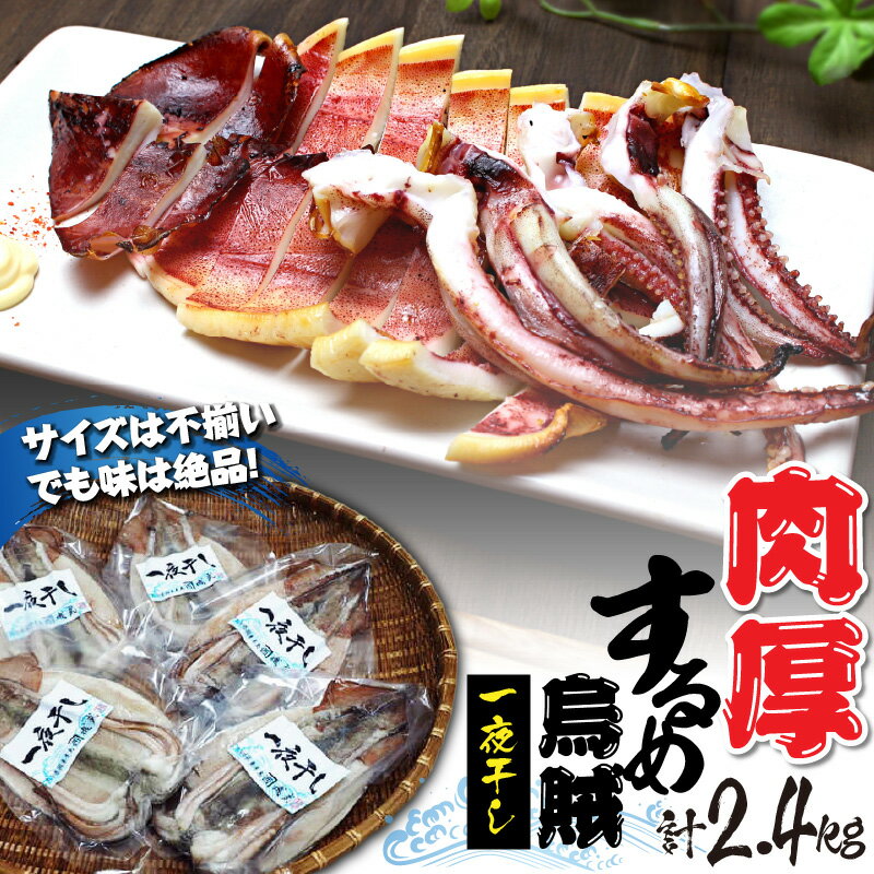 【ふるさと納税】サイズは不揃いでも味は絶品!肉厚するめ烏賊一夜干し2.4kg