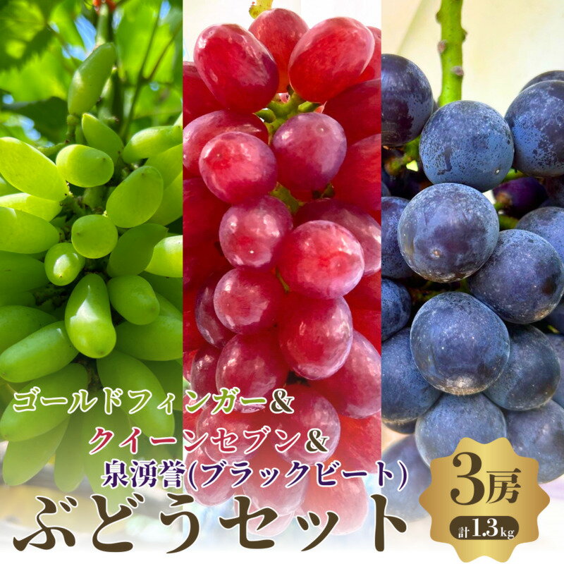 【ふるさと納税】夏一番 ぶどうセット 3色 3房 セット 詰め合わせ ゴールドフィンガー クイーンセブン 泉湧誉 葡萄 ぶどう 食べ比べ フルーツ 果物 季節のフルーツ 季節の果物 旬のフルーツ 旬の果物 大阪 大阪府 岸和田市　お届け：2025年8月上旬～9月中旬まで