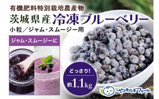 冷凍ブルーベリー (小粒) 1.1kg ブルーベリー 冷凍 国産 小分け 特別栽培 有機肥料 安心安全 フルーツ 果物 冷凍フルーツ 冷凍果物 ジャム スムージー ヨーグルト ジュース ビタミンE アントシアニン 目にいい 健康 美容 食物繊維 瞳の健康 ギフト 贈り物 茨城県産 人気 プレゼント 9-S