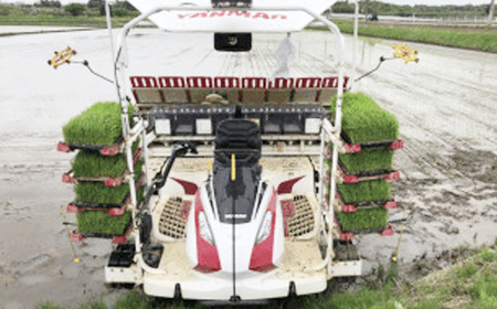 令和7年産 特別栽培米コシヒカリ10kg 米