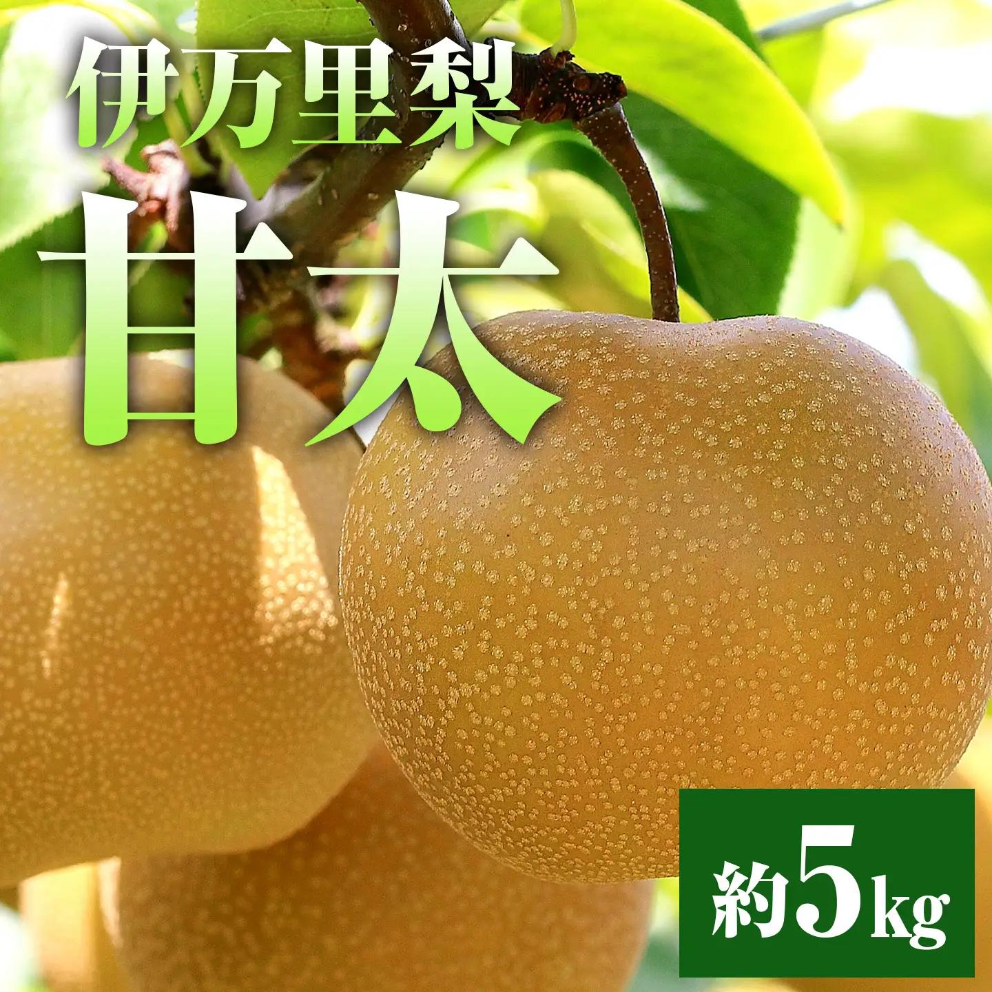 【令和8年産先行予約】伊万里梨「甘太」 約5kg 178-B94