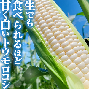 【先行予約】トウモロコシ王子の「美白の甘姫」8本 | とうもろこし トウモロコシ 白トウモロコシ 白とうもろこし 野菜 スイーツ 甘い 栃木県 真岡市 送料無料
