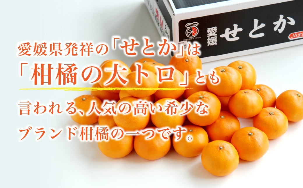 【先行予約】せとか レギュラー箱 2.5kg 柑橘 みかん ミカン 蜜柑 せとか 果物 フルーツ 国産 愛媛みかん 愛媛ミカン 国産フルーツ 愛媛県 上島町 JAおちいまばり