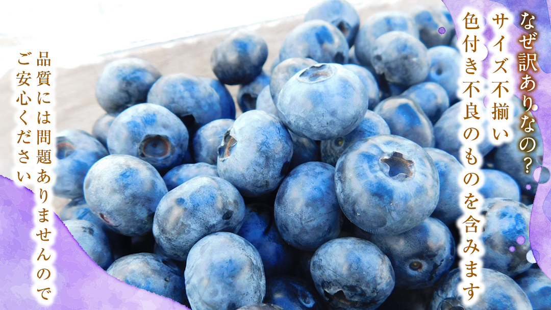 【 訳あり 】 朝採れ 完熟 ブルーベリー 1050g ( 350g × 3パック ) ぶるーべりー フルーツ 果物 くだもの 新鮮 ベリー 小分け 朝どり 国産 生