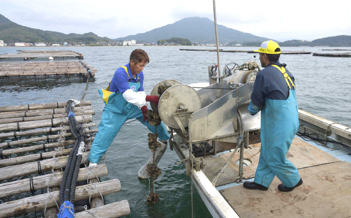 牡蠣 カキ 生食可 生ガキ 生牡蠣 福岡県産 糸島カキ 殻付き